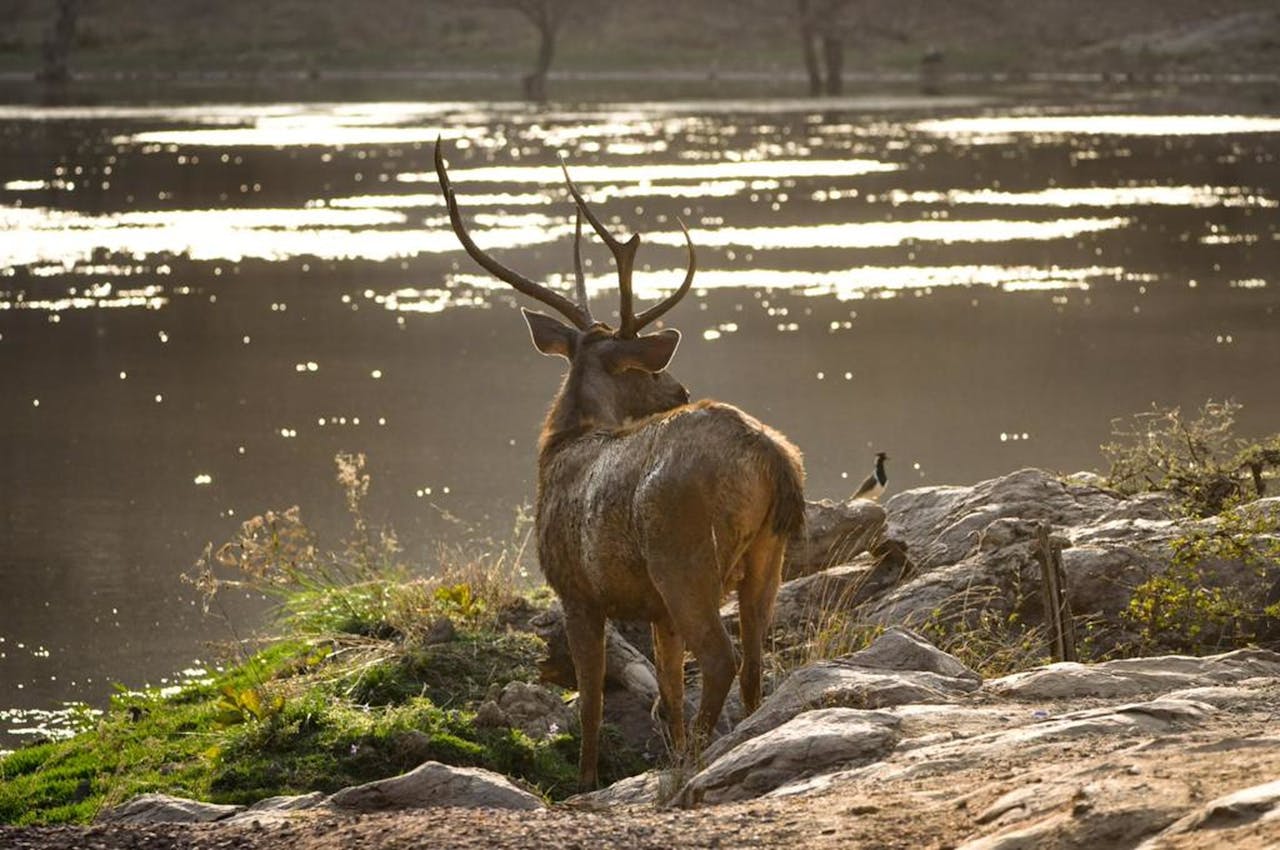 Majestic Sambar Deer overlooking a tranquil lake at sunset in Ranthambhore Fort.