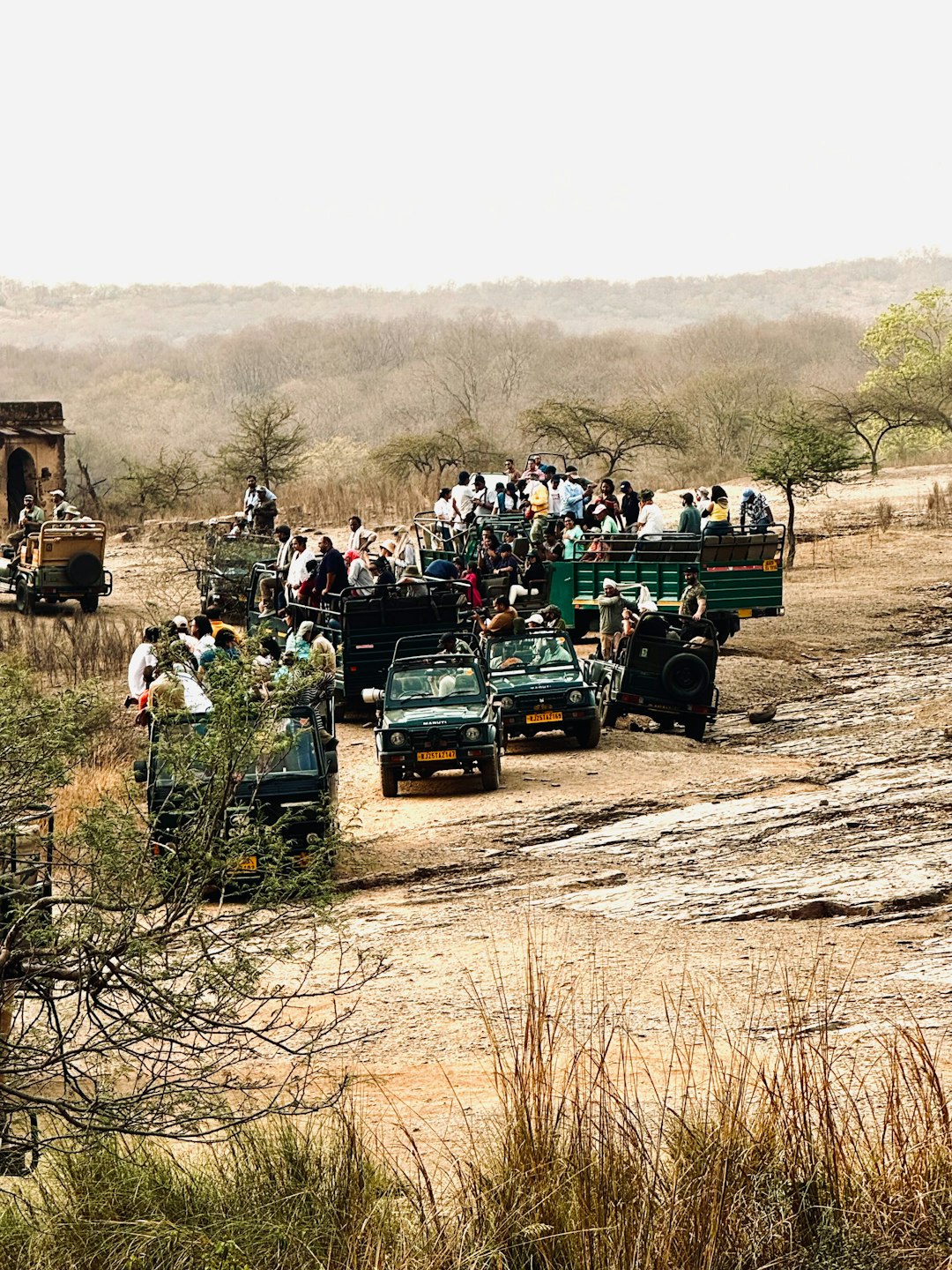 Safari vehicles in Ranthambore