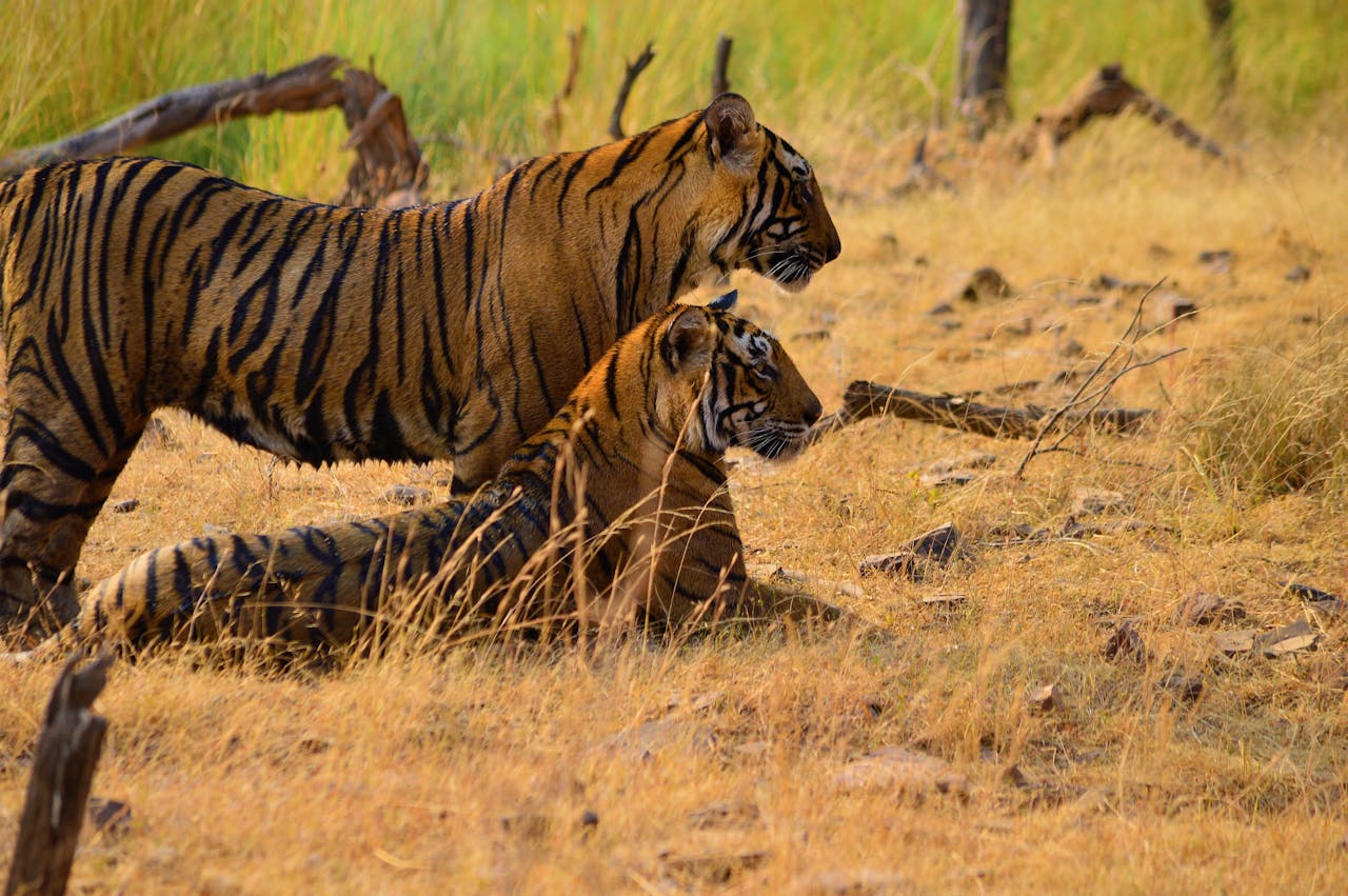 Two Bengal tigers resting in the dry landscape of Rajasthan, India.