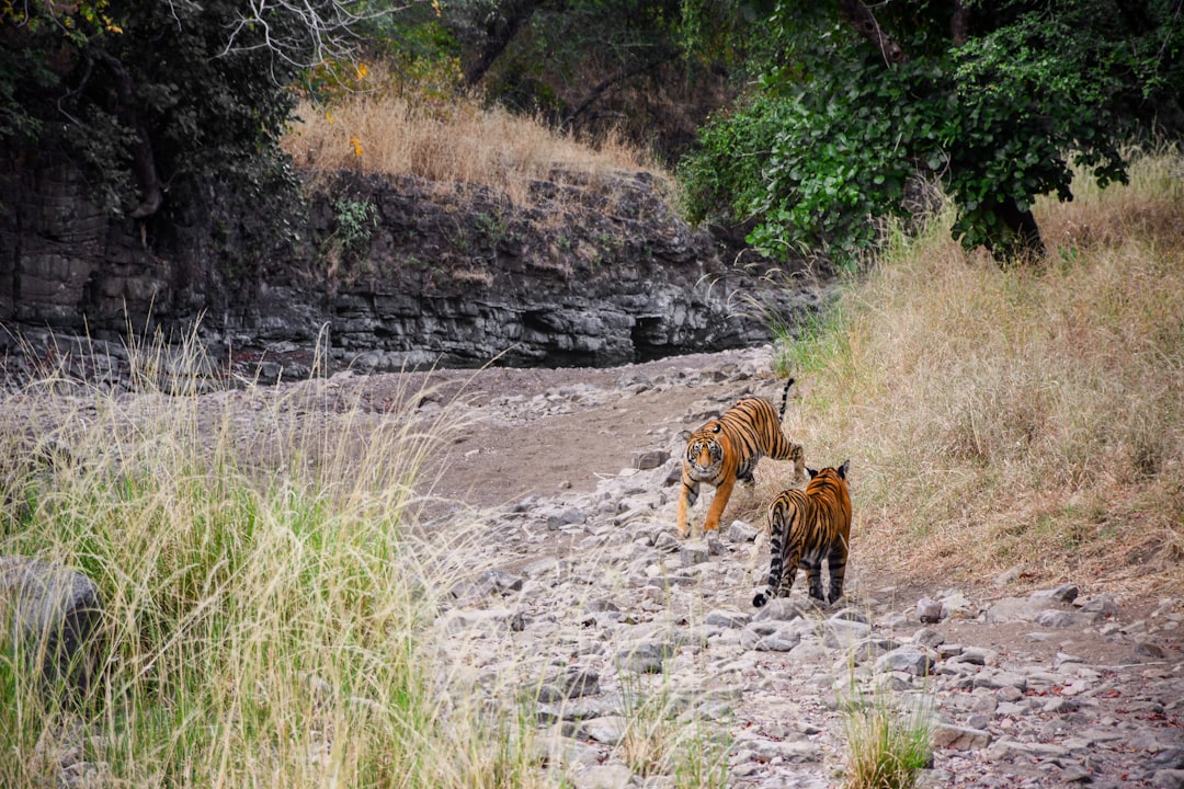 Tiger cubs out in the jungle